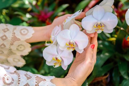 Pink branch orchid flowers Orchidaceae Phalaenopsis known as the Moth Orchid abbreviated Phal.の写真素材