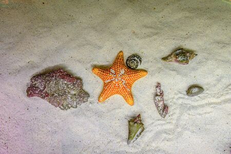 Orange starfish underwater on sand.
