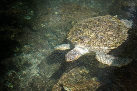A huge sea turtle in the sea.