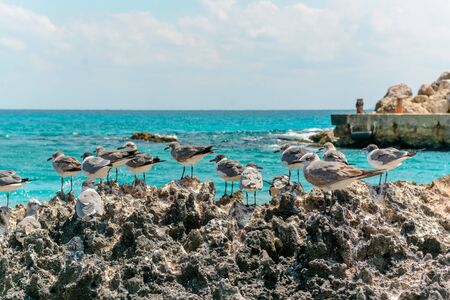 Seagulls on the rocks near the azure sea. Mexico.の写真素材