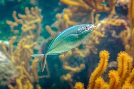 Coral reef and its inhabitants in a natural habitat. Mexico.