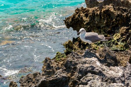 Seagulls on the rocks near the azure sea. Mexico.の写真素材