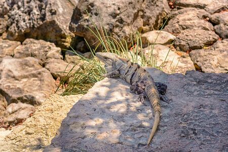 Iguana on the rocks basks in the sun close-up.の写真素材