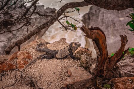 Iguana on the rocks basks in the sun close-up.の写真素材