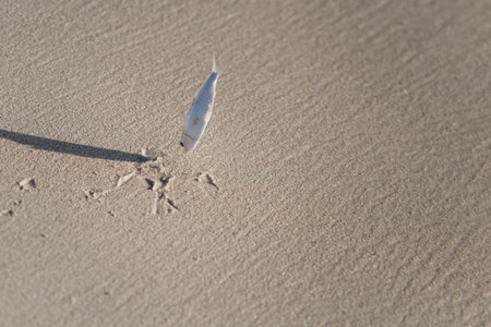 A small fish was thrown out of the water onto a sandy shore.の写真素材