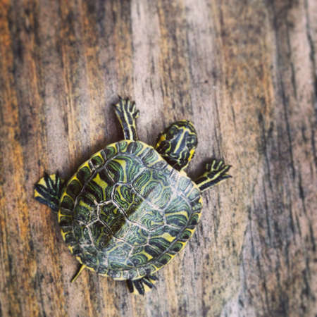 turtle on wooden backgroundの素材