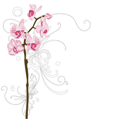 Illustration of orchids and decorative patternsのイラスト素材