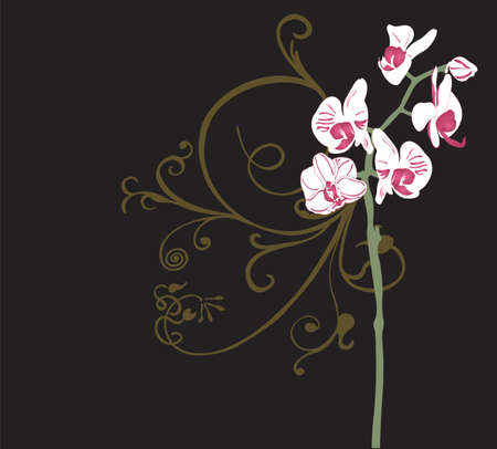 Illustration of orchids and decorative patternsのイラスト素材