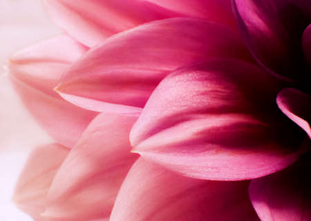 Dahlia Petalsの写真素材