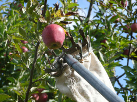 Apple Picking