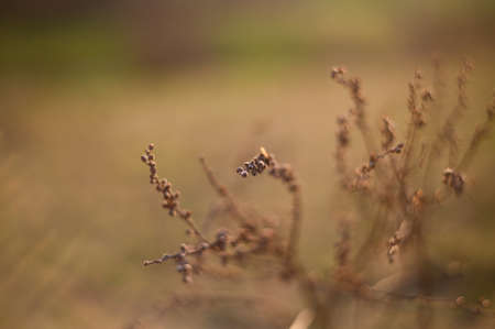 Dry flowers outdoor in golden hour evening, macroの写真素材