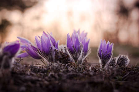 Beatiful puple pasque flower in spring evening, backlight sun light.