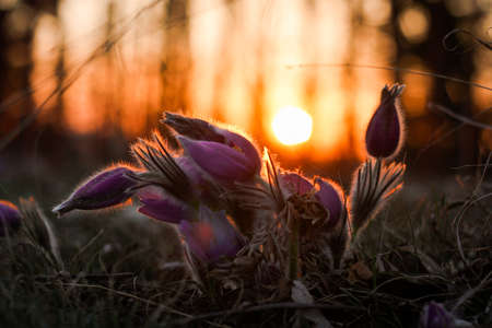 Beatiful puple pasque flower in spring evening, backlight sun light.の写真素材