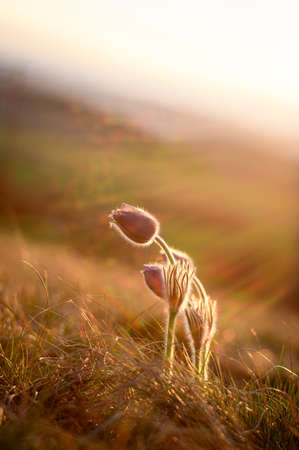 Beatiful puple pasque flower in spring evening, backlight sun light.