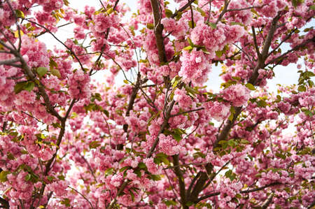 Fresh spring blossom flower, pink color.の写真素材