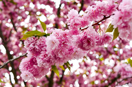 Fresh spring blossom flower, pink color.の写真素材