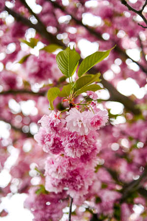 Fresh spring blossom flower, pink color.の写真素材
