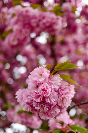 Fresh spring blossom flower, pink color.の写真素材