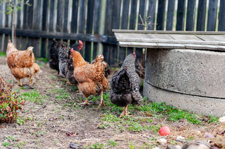 Hens, chickens on farm.の写真素材