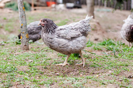 Hens, chickens on farm.の写真素材