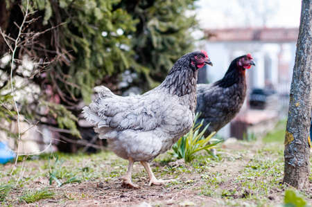 Hens, chickens on farm.の写真素材