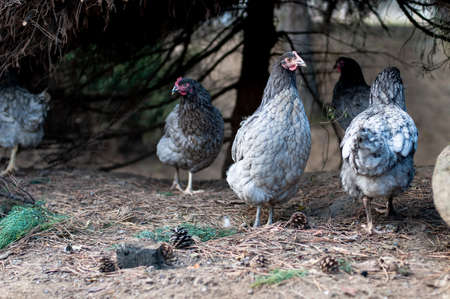 Hens, chickens on farm.の写真素材