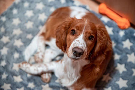 Cute looking welsh springer spaniel puppyの写真素材