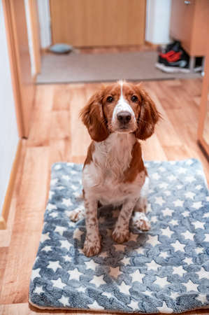 Cute looking welsh springer spaniel puppyの写真素材