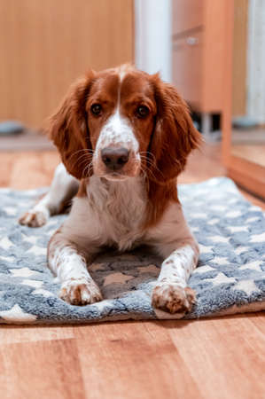 Cute looking welsh springer spaniel puppyの写真素材