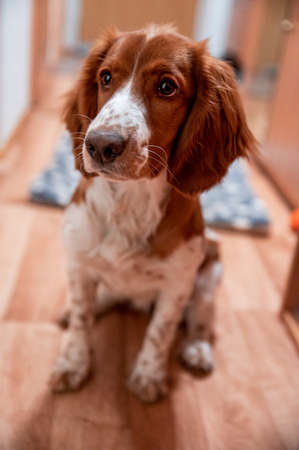Cute looking welsh springer spaniel puppyの写真素材