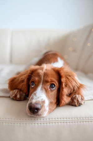 Cute looking welsh springer spaniel puppyの写真素材