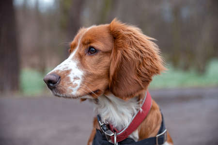 Cute looking welsh springer spaniel puppyの写真素材
