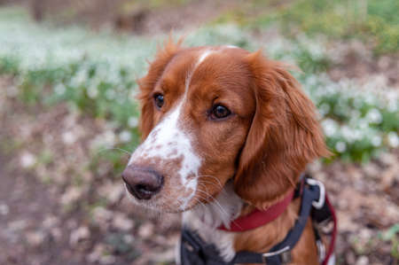 Cute looking welsh springer spaniel puppyの写真素材