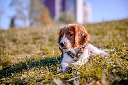 Cute looking welsh springer spaniel puppyの写真素材