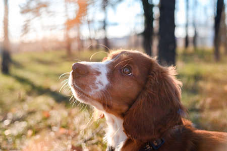 Cute looking welsh springer spaniel puppyの写真素材