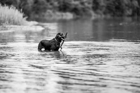 Black labrador dog playing and jumping in water