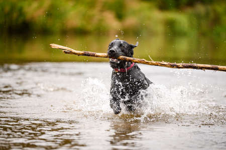 Black labrador dog playing and jumping in waterの写真素材