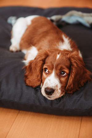 Cute looking welsh springer spaniel puppyの写真素材