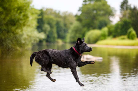 Black labrador dog playing and jumping in waterの写真素材