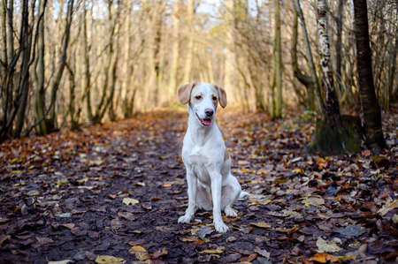 Amazing healthy looking adult white dog in colorful forest.