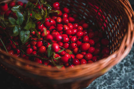 Dark red rose hip on basketの写真素材