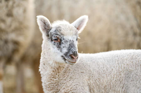 Cute portrait of farm animal sheep, lamb on spring.の写真素材