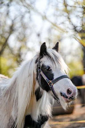 Portrait of amazing animal, beautiful horse on nature background.