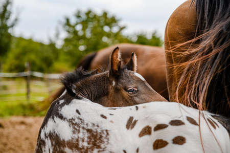 Young foal of appaloosa breed, western horseの写真素材
