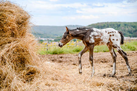 Young foal of appaloosa breed, western horseの写真素材