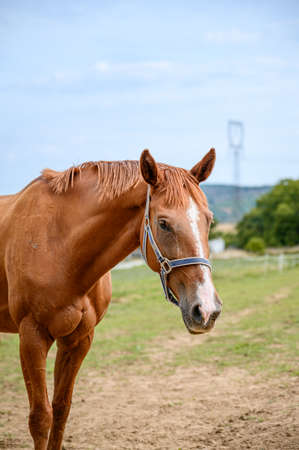 Portrait of amazing animal, beautiful horse on nature background.の写真素材