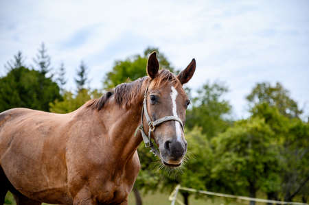 Portrait of amazing animal, beautiful horse on nature background.の写真素材