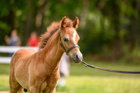 Portrait of chestnut foal on horse show.の写真素材