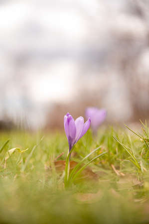 Blooming violet purple crocuses in spring.