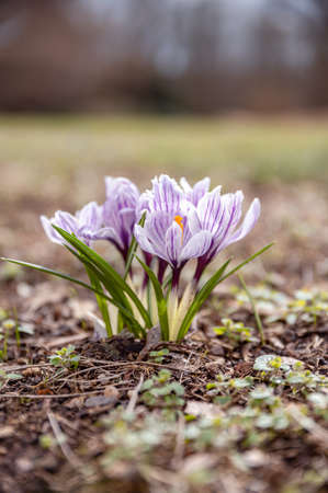 Blooming violet purple crocuses in spring.の写真素材